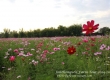 ดอกคอสมอส พาเที่ยว จิมทอมสัน ฟาร์ม 2557 (Jim Thompson Farm) สวนดอกไม้สวยๆ ปักธงชัย นครราชสีมา