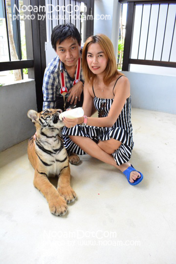 ไปกอดเสือกันที่ Tiger Park Pattaya กอดอุ่น หนุนสบาย บุฟเฟ่ต์อร่อย